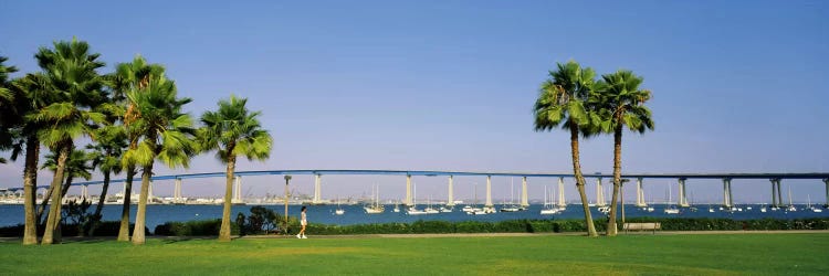 Palm trees on the coast with bridge in the background, Coronado Bay Bridge, San Diego, San Diego County, California, USA