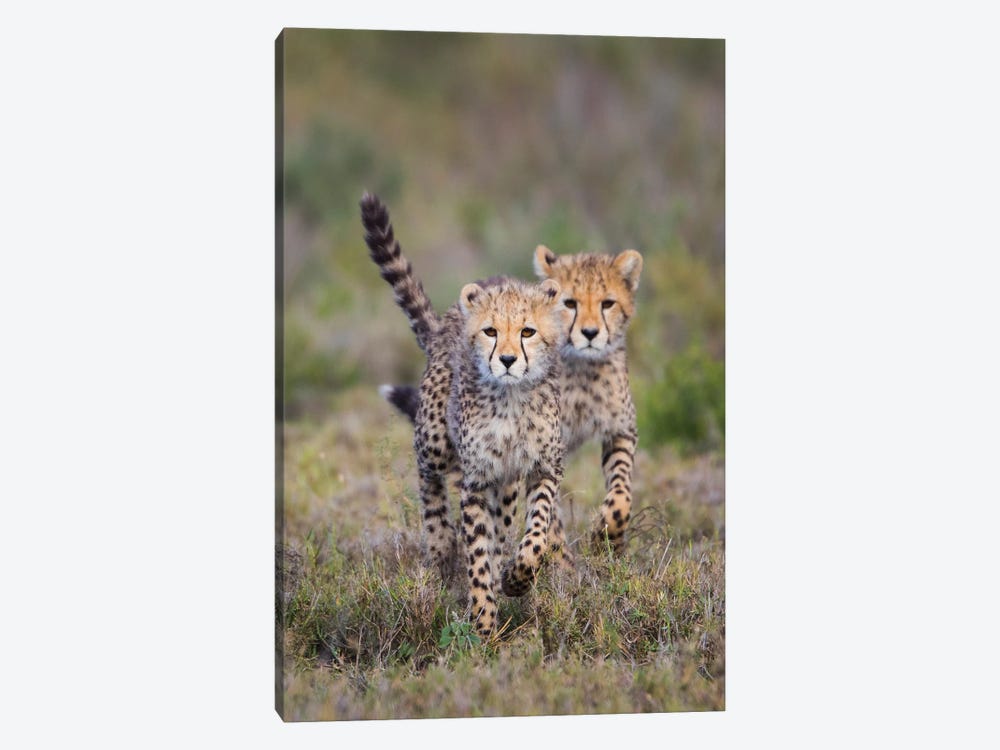 cute baby cheetahs running
