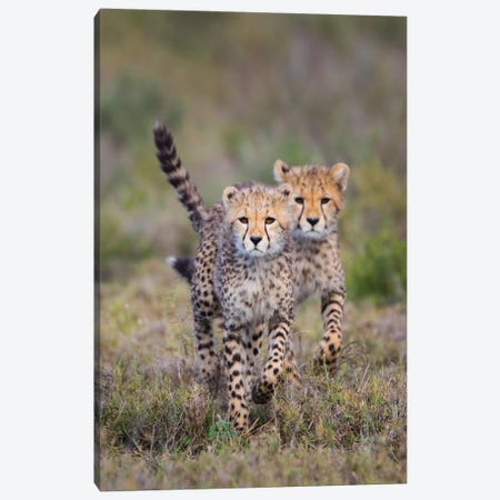 Cheetah  cubs running towards camera, Ngorongoro Conservation Area, Tanzania Canvas Print #PIM15406} by Panoramic Images Canvas Art Print
