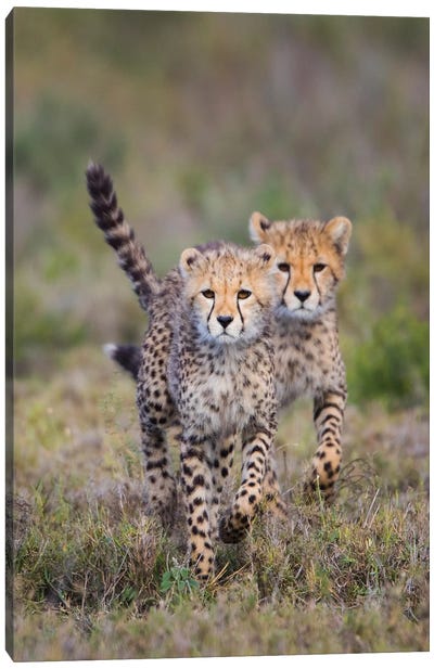 Cheetah  cubs running towards camera, Ngorongoro Conservation Area, Tanzania Canvas Art Print - Tanzania
