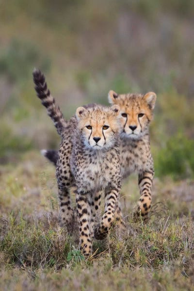 Tanzania: Cheetah  cubs running towards camera, Ngorongoro Conservation Area, Tanzania by Panoramic Images