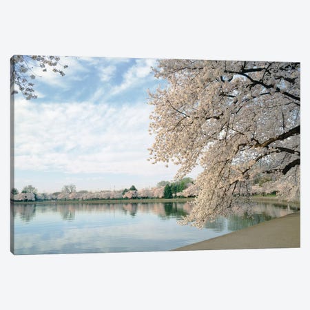 Cherry Blossom trees around the tidal basin, Washington DC, USA Canvas Print #PIM15407} by Panoramic Images Canvas Print