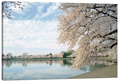 Cherry Blossom trees around the tidal basin, Washington DC, USA Canvas Art Print - Washington D.C. Art