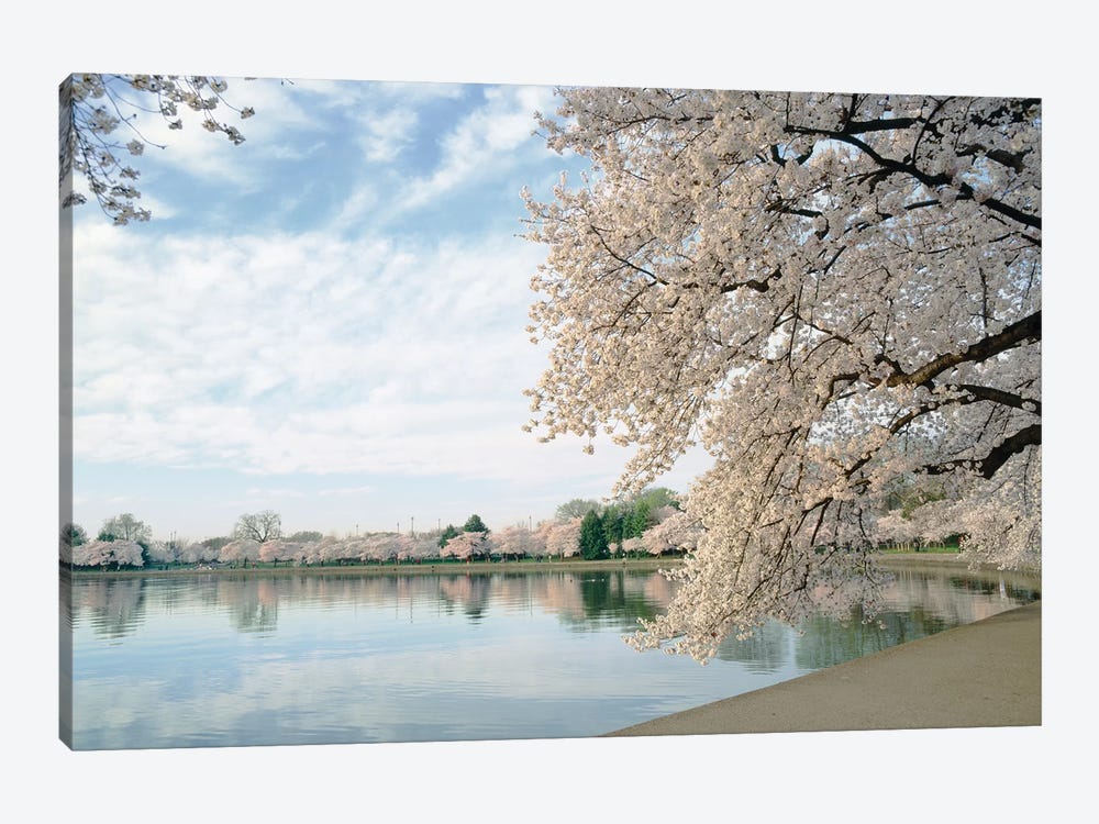 Cherry Blossom trees around the tidal basin, Washington DC, USA by Panoramic Images 1-piece Canvas Wall Art
