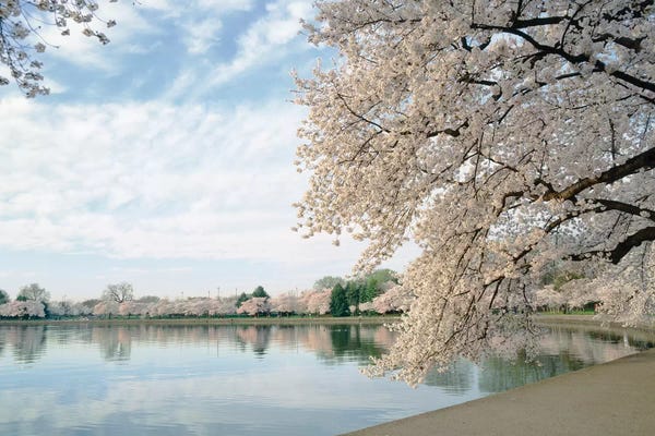 Washington, D.C.: Cherry Blossom trees around the tidal basin, Washington DC, USA by Panoramic Images