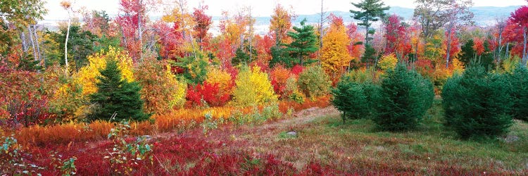 Christmas trees and fall colors, Lincolnville, Waldo County, Maine, USA