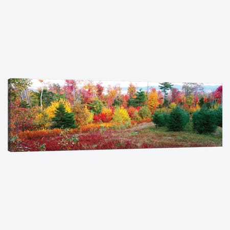 Christmas trees and fall colors, Lincolnville, Waldo County, Maine, USA Canvas Print #PIM15408} by Panoramic Images Canvas Artwork