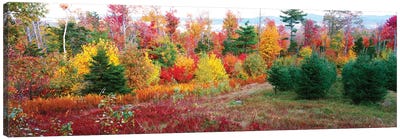 Christmas trees and fall colors, Lincolnville, Waldo County, Maine, USA Canvas Art Print - Maine Art