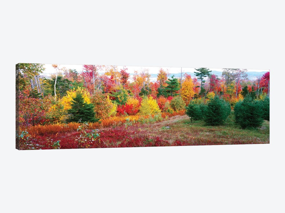 Christmas trees and fall colors, Lincolnville, Waldo County, Maine, USA by Panoramic Images 1-piece Canvas Print