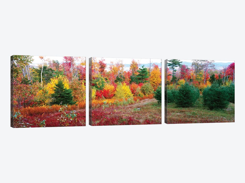 Christmas trees and fall colors, Lincolnville, Waldo County, Maine, USA by Panoramic Images 3-piece Canvas Print
