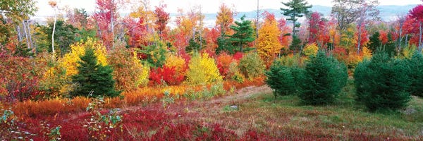 Maine: Christmas trees and fall colors, Lincolnville, Waldo County, Maine, USA by Panoramic Images
