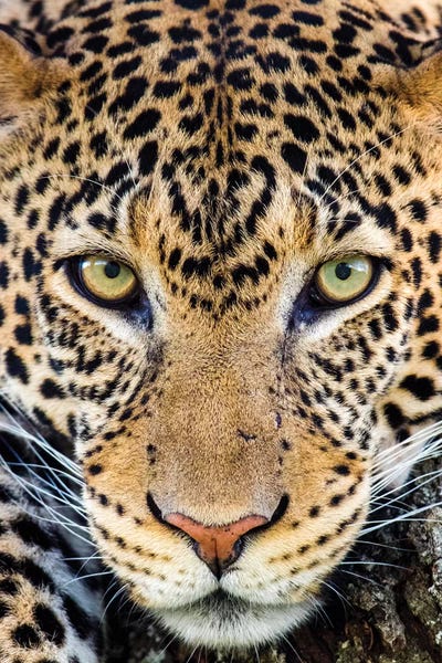 Close up of cheetah  , Ngorongoro Conservation Area, Tanzania, Africa by Panoramic Images acrylic art print