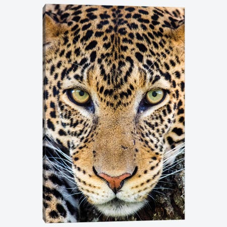 Close up of cheetah  , Ngorongoro Conservation Area, Tanzania, Africa Canvas Print #PIM15410} by Panoramic Images Art Print