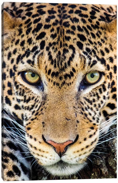 Close up of cheetah  , Ngorongoro Conservation Area, Tanzania, Africa Canvas Art Print - Tanzania
