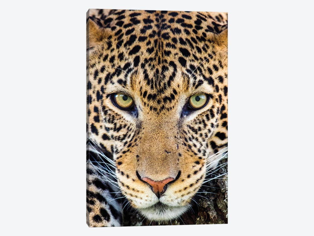 Close up of cheetah  , Ngorongoro Conservation Area, Tanzania, Africa by Panoramic Images 1-piece Canvas Wall Art