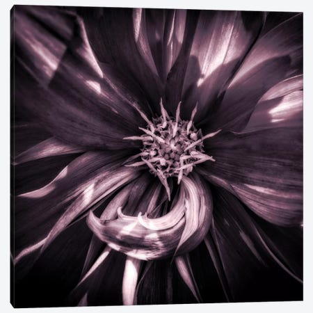 Close up of dahlia in full bloom, Oakland, California, USA Canvas Print #PIM15411} by Panoramic Images Canvas Print