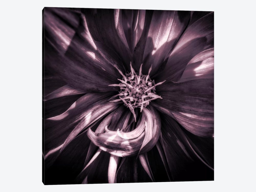 Close up of dahlia in full bloom, Oakland, California, USA by Panoramic Images 1-piece Canvas Print