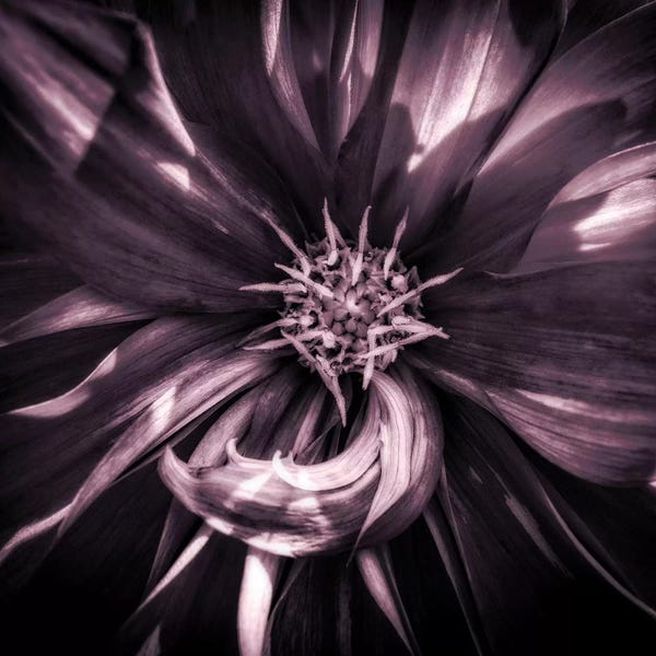 Dahlias: Close up of dahlia in full bloom, Oakland, California, USA by Panoramic Images