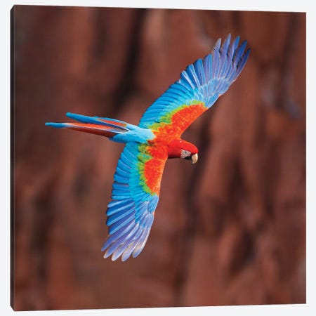 A Colorful Flying Macaw, Porto Jofre, Mato Grosso, Pantanal, Brazil Canvas Print #PIM15412} by Panoramic Images Art Print