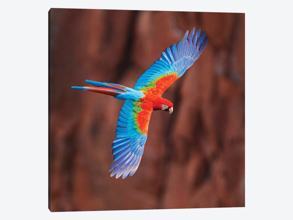 A Colorful Flying Macaw, Porto Jofre, Mato Grosso, Pantanal, Brazil 1-piece Canvas Art