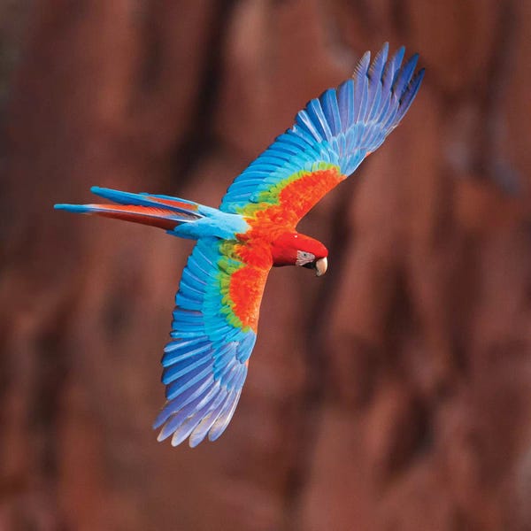 Parrots: A Colorful Flying Macaw, Porto Jofre, Mato Grosso, Pantanal, Brazil by Panoramic Images