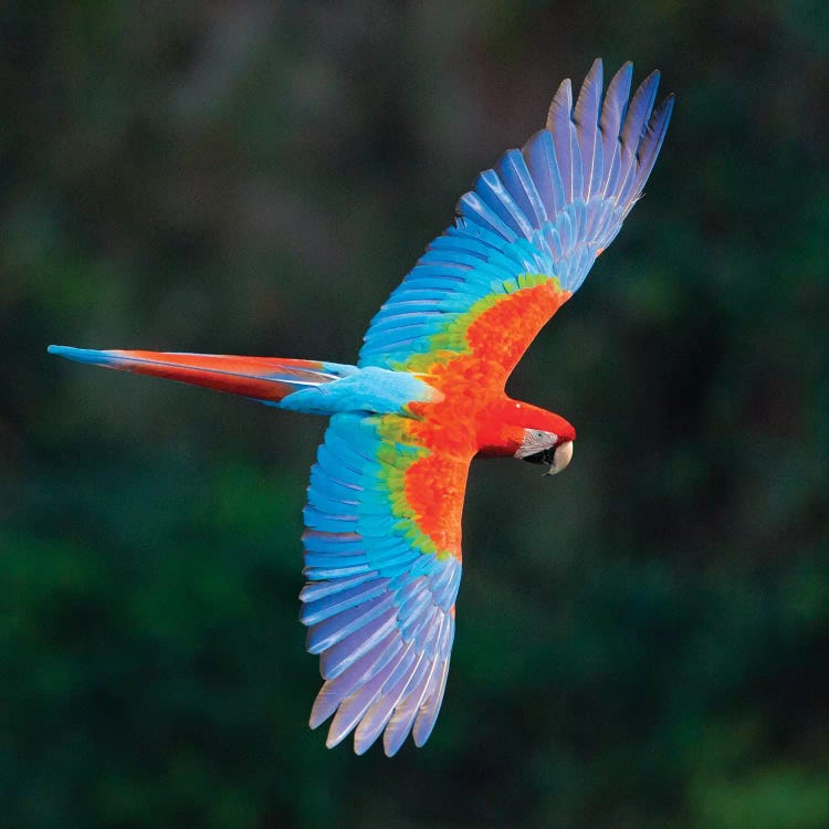 A Colorful Flying Macaw, Porto Jofre, Mato Grosso, Pantanal, Brazil II