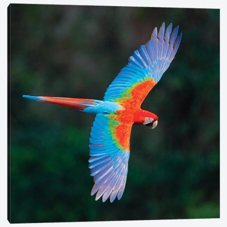 A Colorful Flying Macaw, Porto Jofre, Mato Grosso, Pantanal, Brazil II Canvas Print #PIM15413} by Panoramic Images Art Print