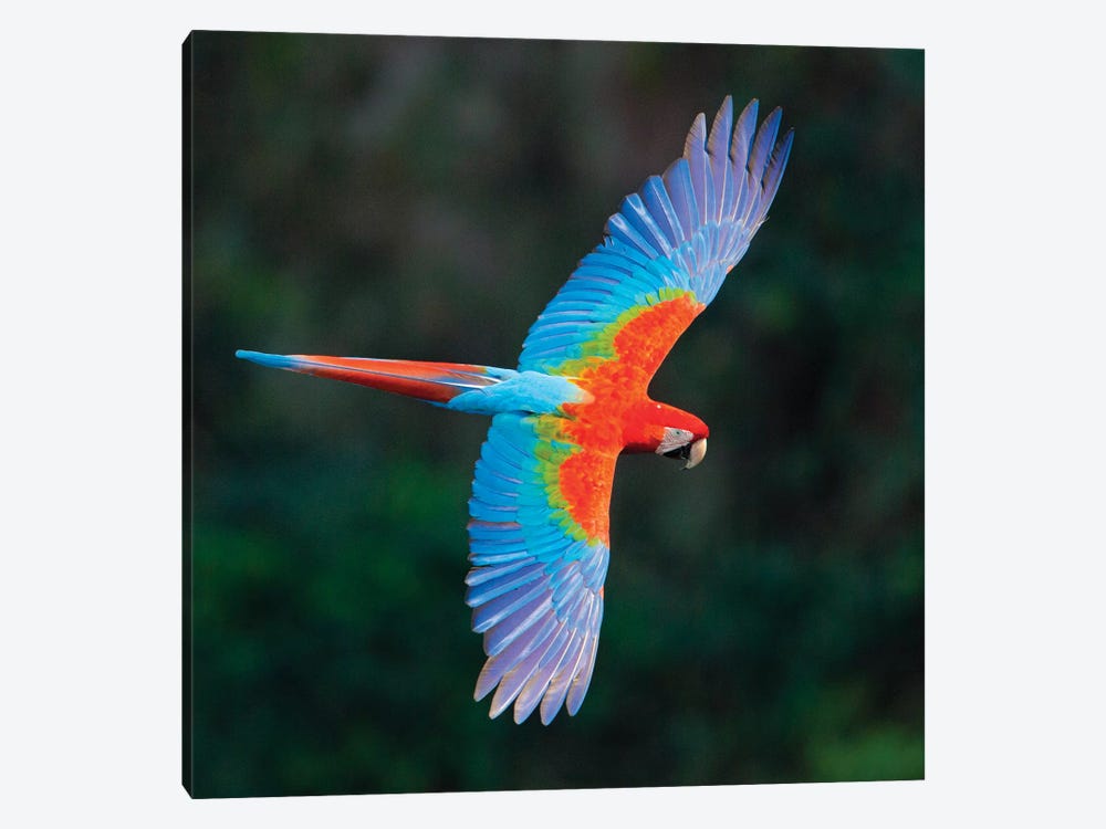 A Colorful Flying Macaw, Porto Jofre, Mato Grosso, Pantanal, Brazil II by Panoramic Images 1-piece Art Print