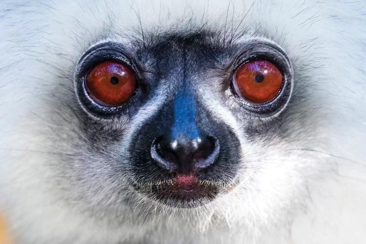 Close up of golden diademed sifaka ,Madagascar