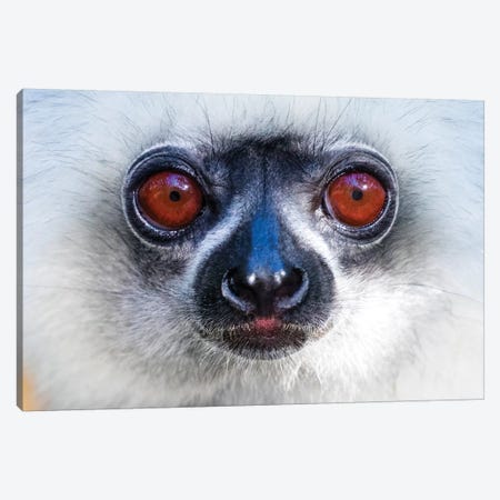 Close up of golden diademed sifaka ,Madagascar Canvas Print #PIM15414} by Panoramic Images Canvas Wall Art