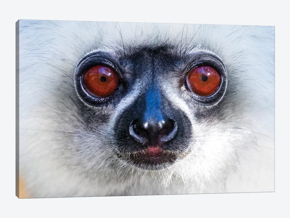 Close up of golden diademed sifaka ,Madagascar by Panoramic Images 1-piece Canvas Wall Art