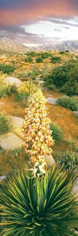 Close up of Spanish Bayonet, Culp Valley, Anza-Borrego Desert State Park, California, USA