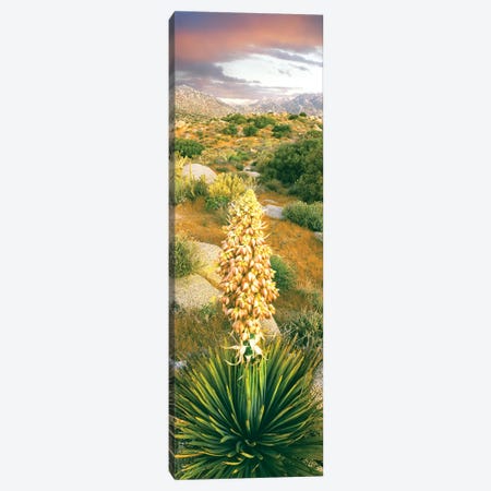 Close up of Spanish Bayonet, Culp Valley, Anza-Borrego Desert State Park, California, USA Canvas Print #PIM15416} by Panoramic Images Canvas Wall Art