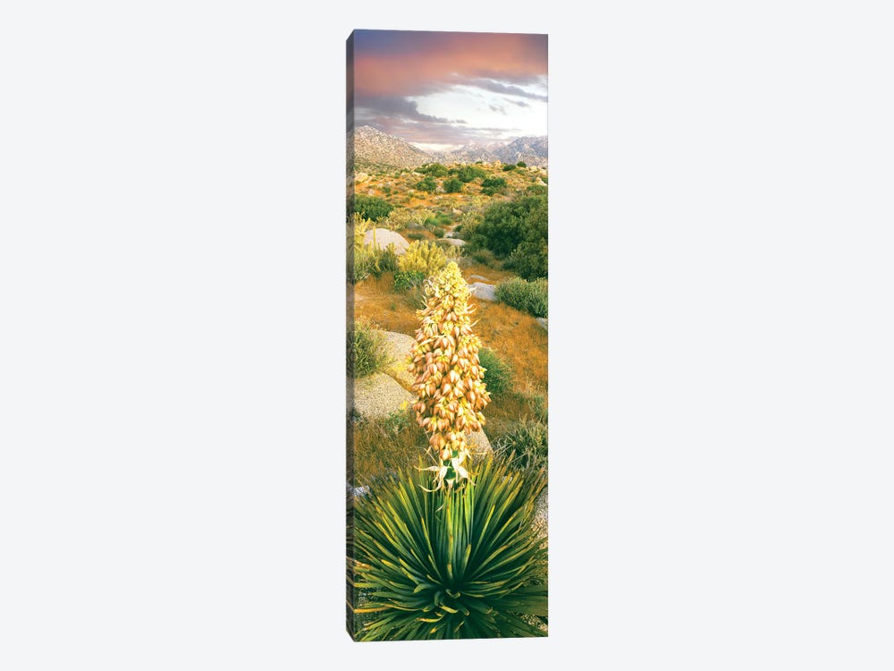 Close up of Spanish Bayonet, Culp Valley, Anza-Borrego Desert State Park, California, USA by Panoramic Images 1-piece Canvas Artwork