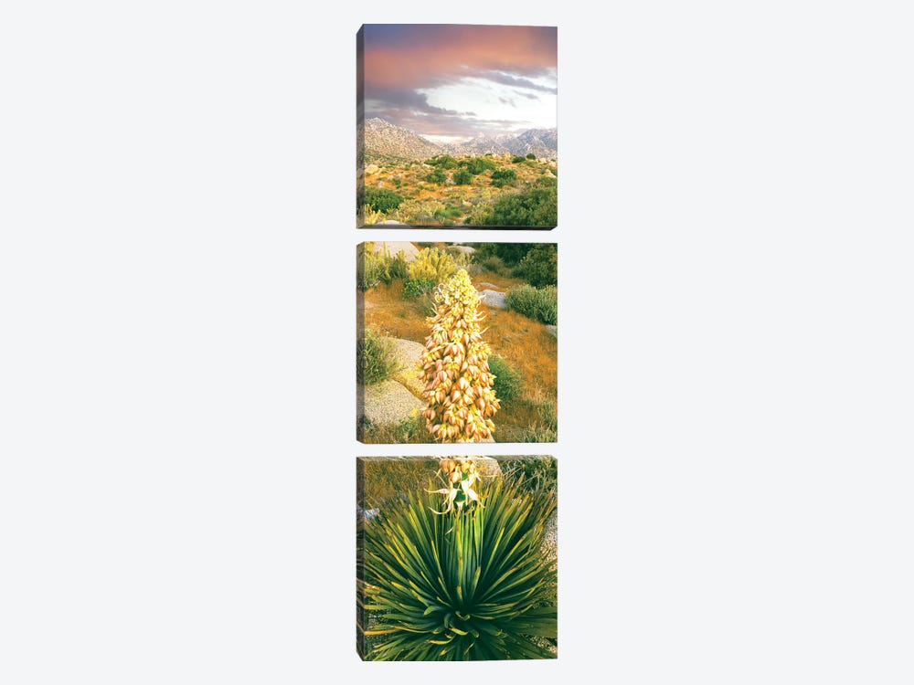 Close up of Spanish Bayonet, Culp Valley, Anza-Borrego Desert State Park, California, USA by Panoramic Images 3-piece Canvas Art