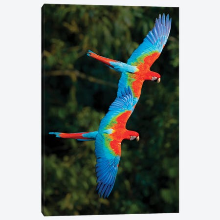 Two Colorful Flying Macaws, Porto Jofre, Mato Grosso, Pantanal, Brazil Canvas Print #PIM15418} by Panoramic Images Canvas Print