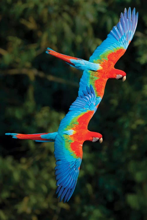 Two Colorful Flying Macaws, Porto Jofre, Mato Grosso, Pantanal, Brazil