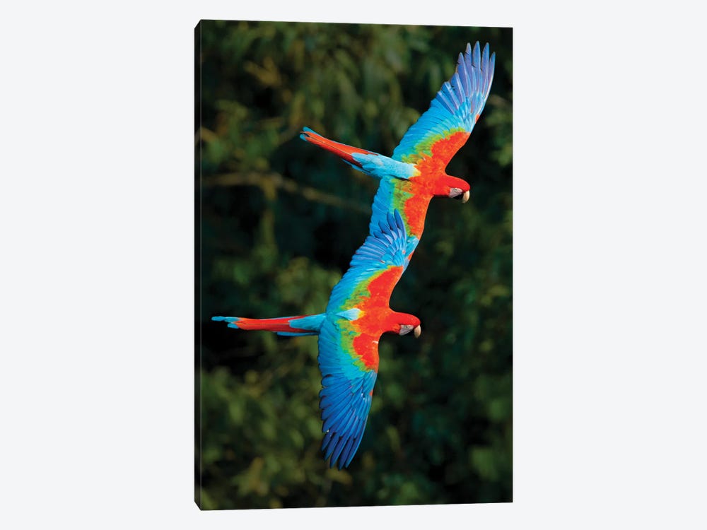 Two Colorful Flying Macaws, Porto Jofre, Mato Grosso, Pantanal, Brazil by Panoramic Images 1-piece Canvas Art