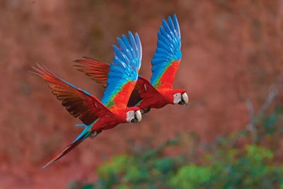 Two Colorful Flying Macaws, Porto Jofre, Mato Grosso, Pantanal, Brazil II by Panoramic Images art print