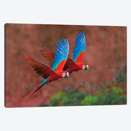 Two Colorful Flying Macaws, Porto Jofre, Mato Grosso, Pantanal, Brazil II Canvas Print #PIM15419} by Panoramic Images Art Print