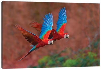 Two Colorful Flying Macaws, Porto Jofre, Mato Grosso, Pantanal, Brazil II Canvas Art Print - Parrot Art