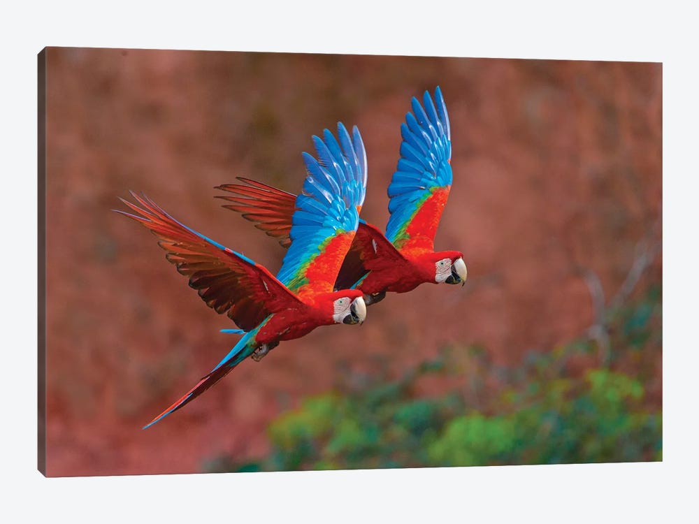 Two Colorful Flying Macaws, Porto Jofre, Mato Grosso, Pantanal, Brazil II by Panoramic Images 1-piece Art Print
