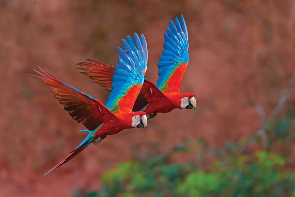 Parrots: Two Colorful Flying Macaws, Porto Jofre, Mato Grosso, Pantanal, Brazil II by Panoramic Images