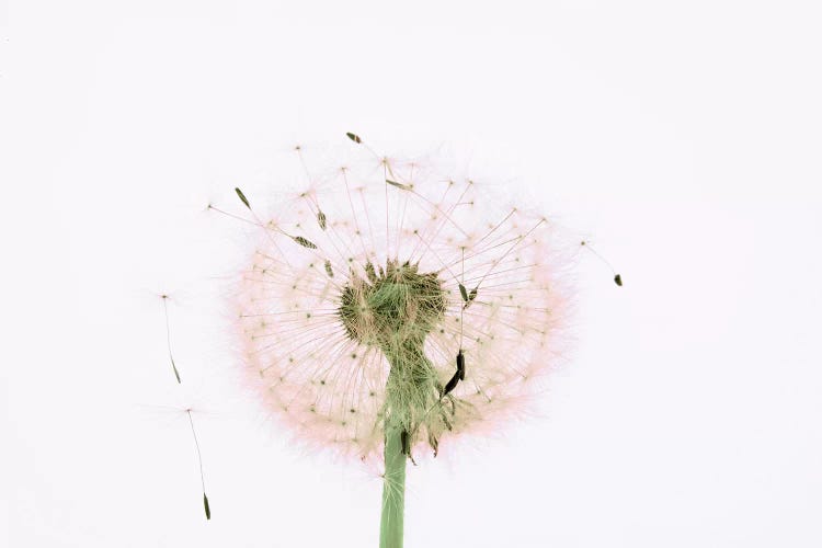 Close-up Dandelion seeds