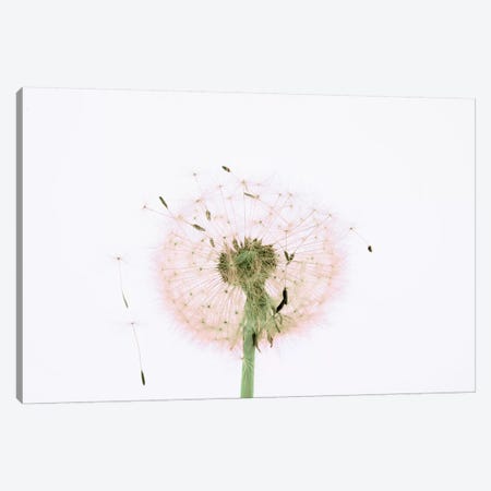 Close-up Dandelion seeds Canvas Print #PIM15421} by Panoramic Images Canvas Wall Art