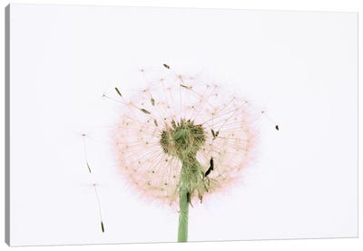 Close-up Dandelion seeds Canvas Art Print - Still Life Photography