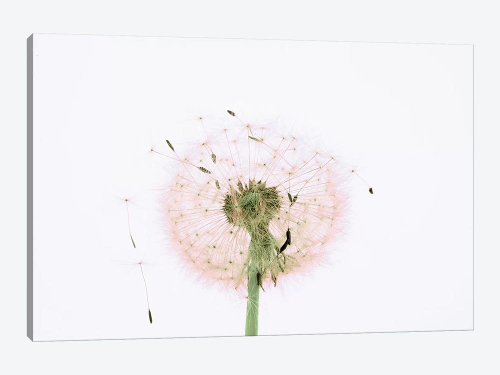 Close-up Dandelion seeds by Panoramic Images 1-piece Canvas Artwork