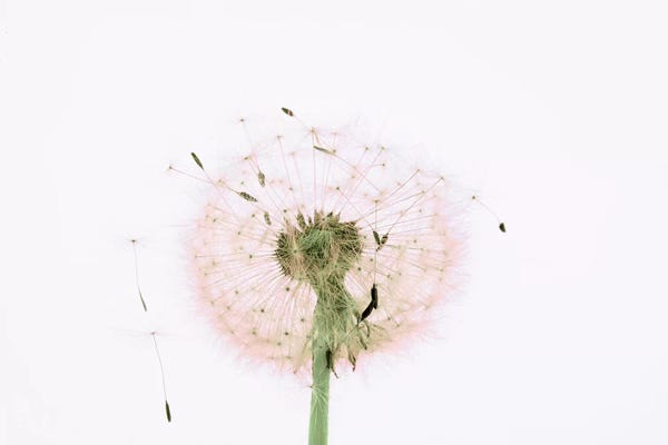 Close-up Dandelion Seeds I