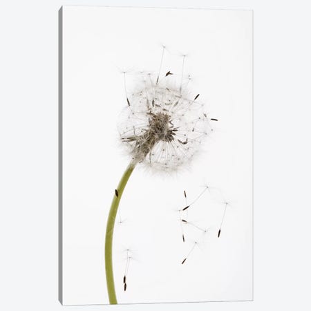 Close-up Dandelion seeds Canvas Print #PIM15422} by Panoramic Images Canvas Art