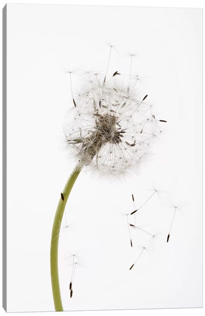 Close-up Dandelion seeds Canvas Art Print - Food & Drink Still Life